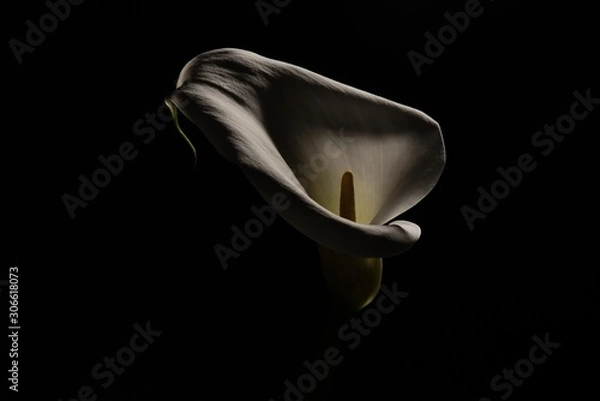 Obraz Calla lily with black background and dramatic light close up