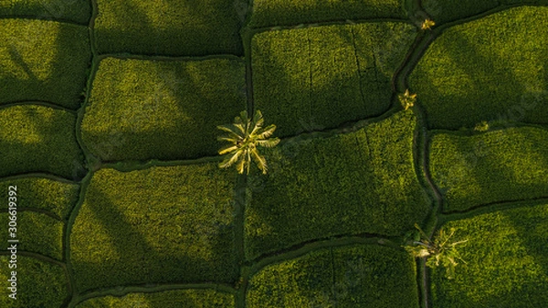 Fototapeta Nature background in green color. Aerial view of green rice terraces in Bali, Ubud. Abstract geometric shape and palm tree