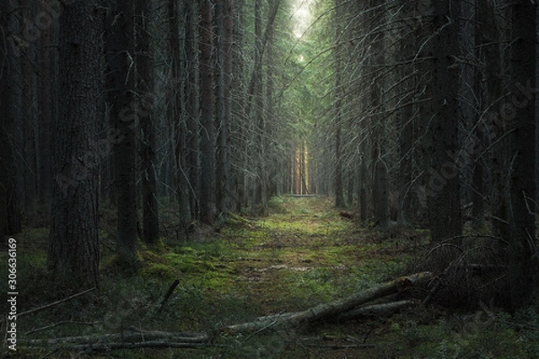 Fototapeta path in the moody dark coniferous forest