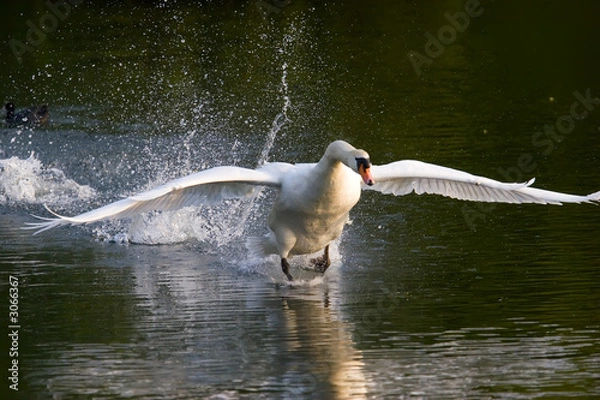Obraz swan take off