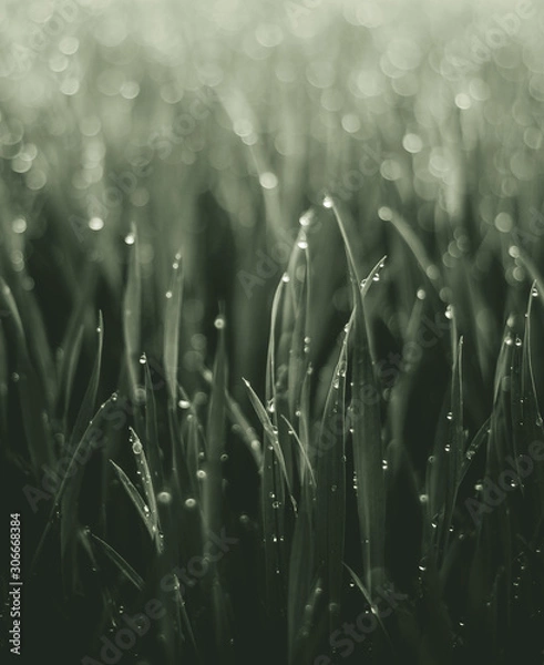 Obraz grashalm mit regentropfen