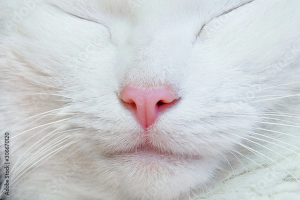 Obraz White cat. Nose, lips, mustache, fur and eyes close-up