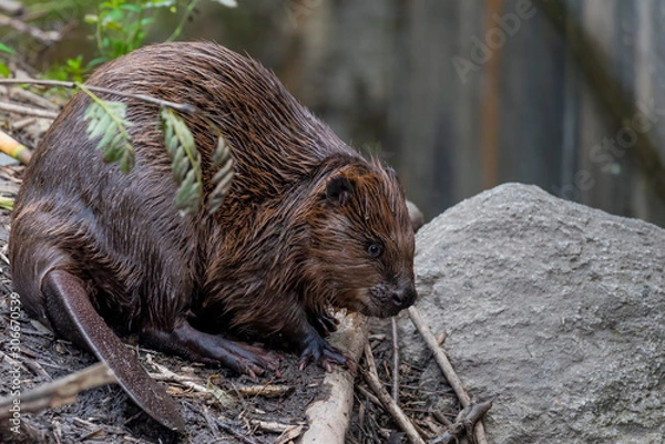 Obraz Eurasian beaver