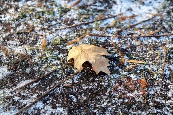 Obraz yellow leaf on tree bark