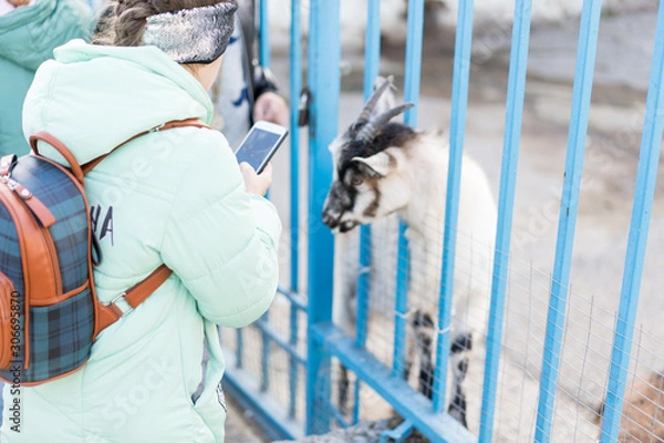 Fototapeta A child with a phone takes off a goat