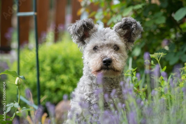 Fototapeta Pumi dog sitting in the garden with levender in foreground