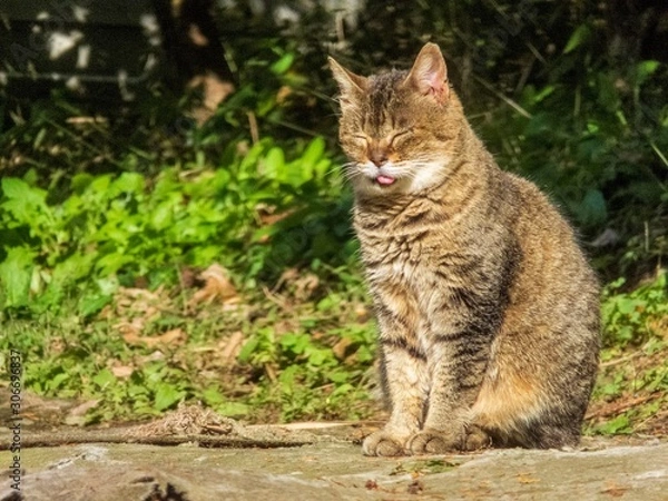 Fototapeta Cat sleeping