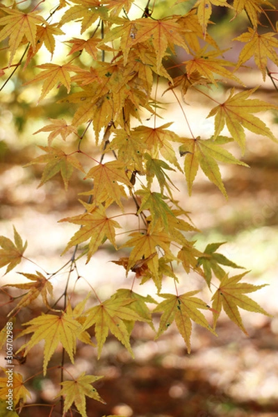 Fototapeta もみじ