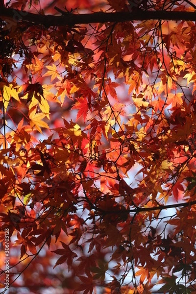 Fototapeta 紅葉