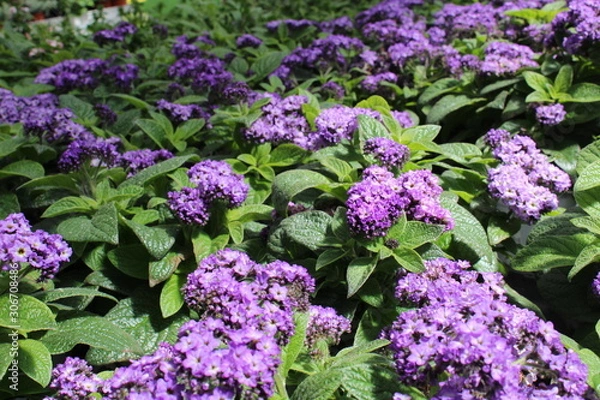 Obraz sommer Flieder