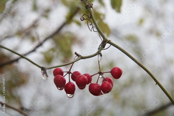 Obraz cherries on a tree