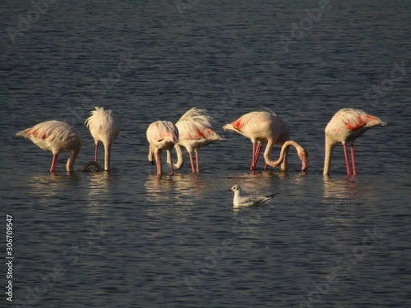 Obraz flamingos