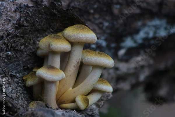 Obraz mushrooms in forest