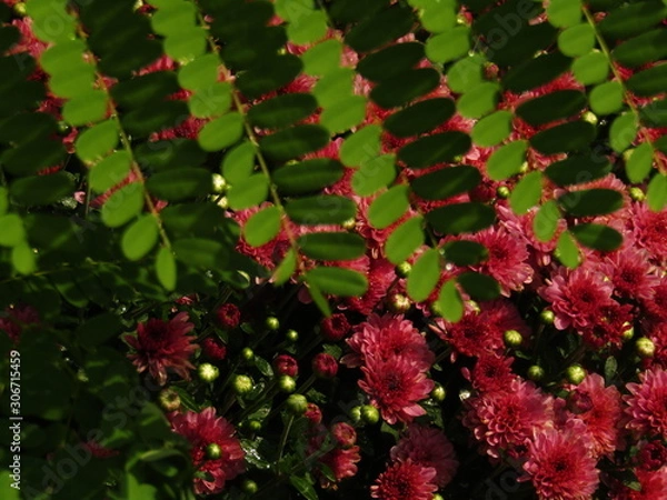 Obraz red green leaves