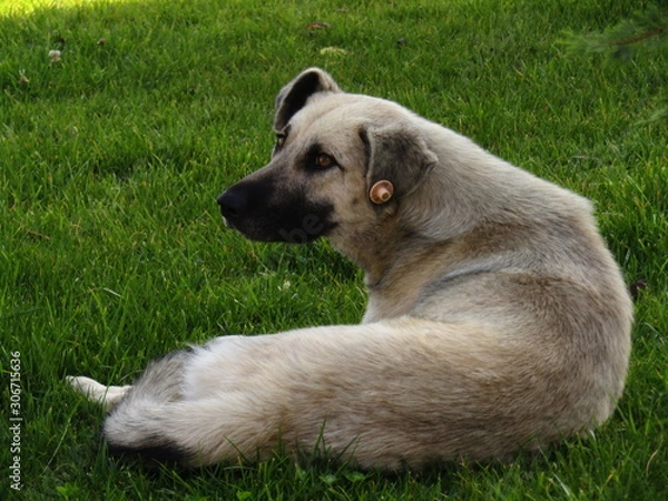 Obraz dog lying on the grass