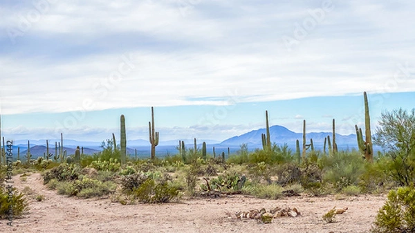 Obraz Southwestern Desert View