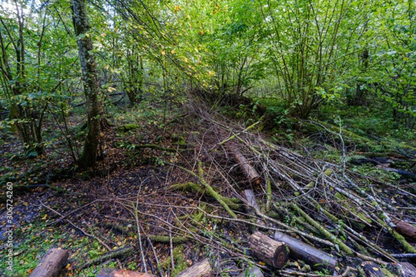 Fototapeta chaotic lush forest detail abstract texture of old and new wood trunks