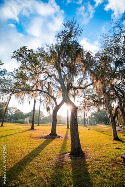 Obraz sunrise in the park 