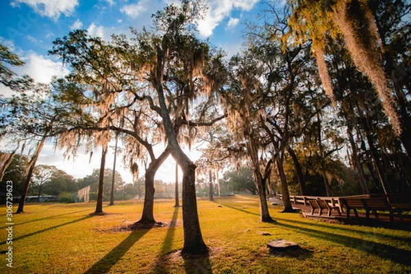 Obraz autumn in the park