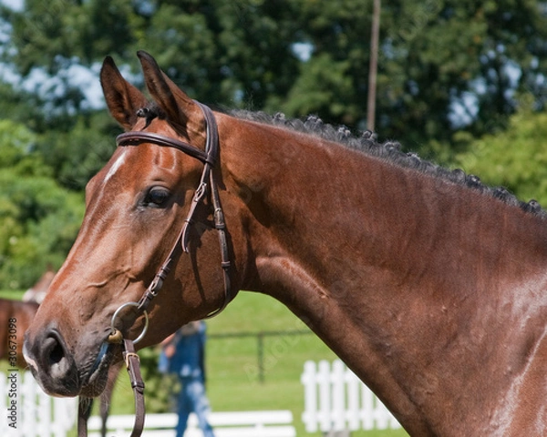 Fototapeta Schönheit