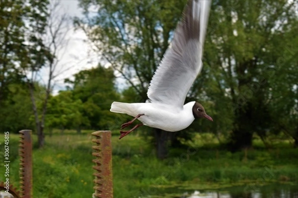 Obraz seagull in flight