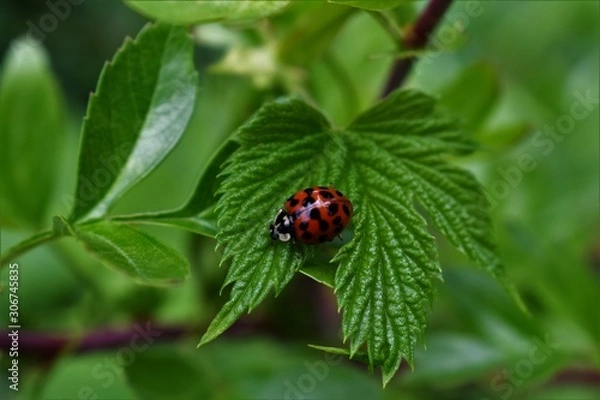 Obraz ladybug on leaf