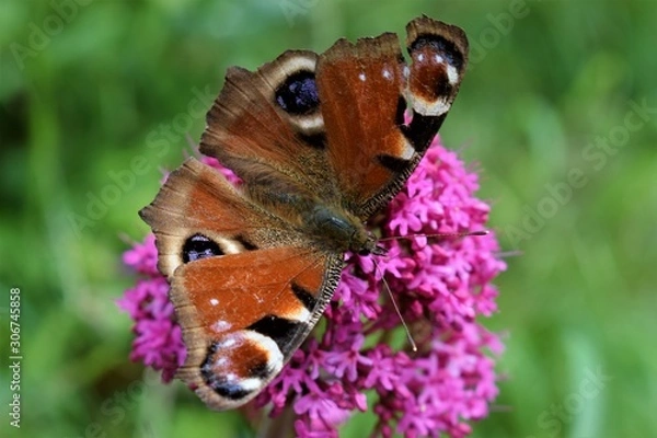 Obraz butterfly on flower