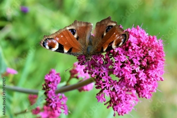 Obraz butterfly on flower