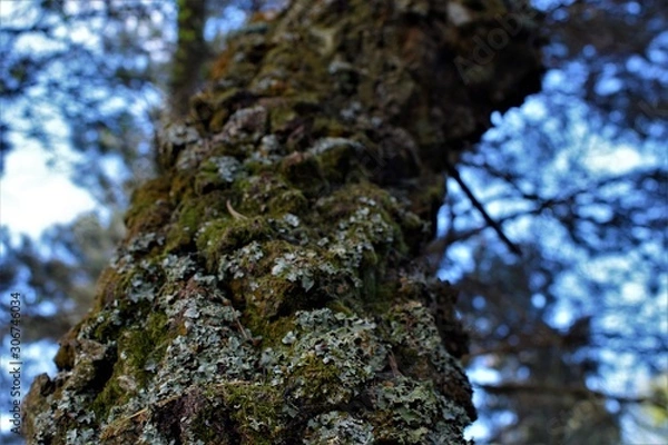 Obraz tree with moss