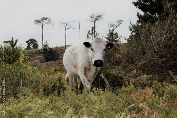 Obraz cow in field