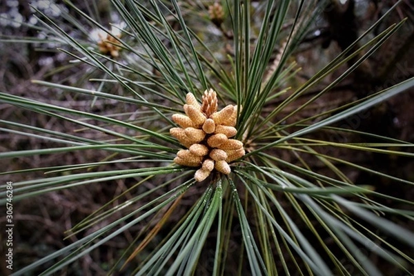 Obraz pine cone on a branch