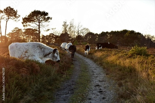 Obraz herd of cows
