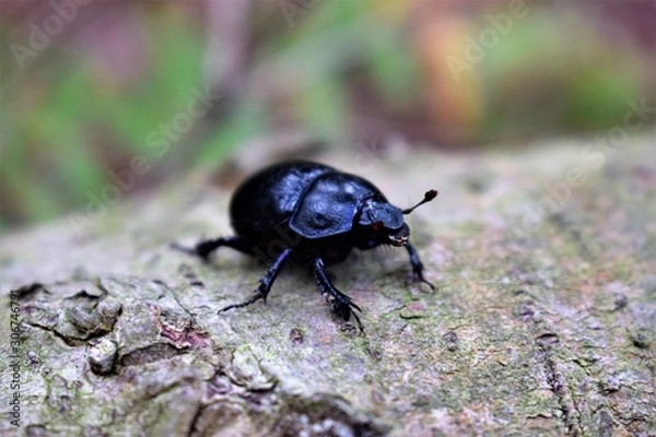 Obraz black beetle