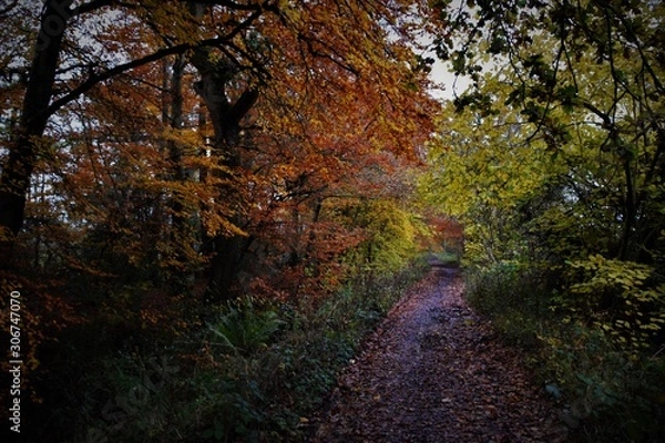 Obraz autumn in the forest