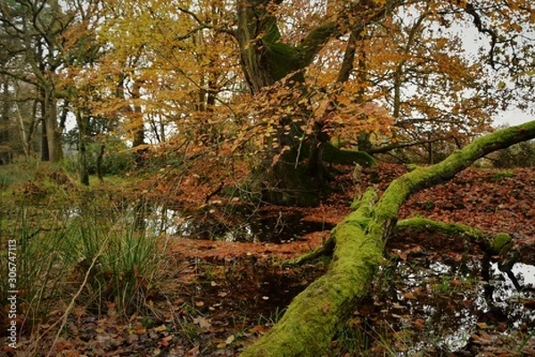 Obraz autumn in forest