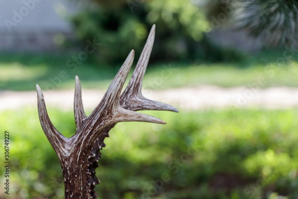 Obraz Close up shot of a deer antlers, selective focus, blurred background