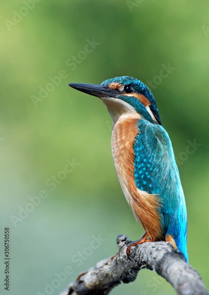 Obraz Common Kingfisher