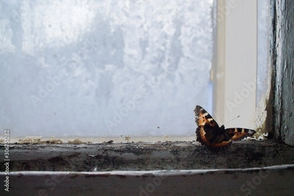 Fototapeta бабочка зимой