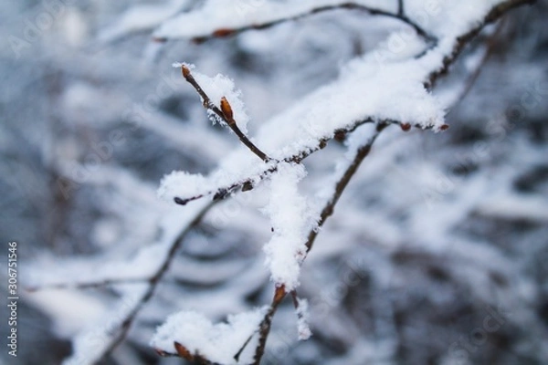 Fototapeta зимний лес