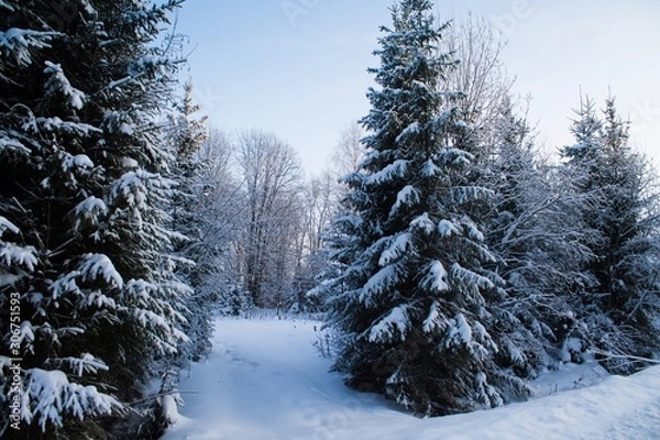 Fototapeta хвойный зимний лес