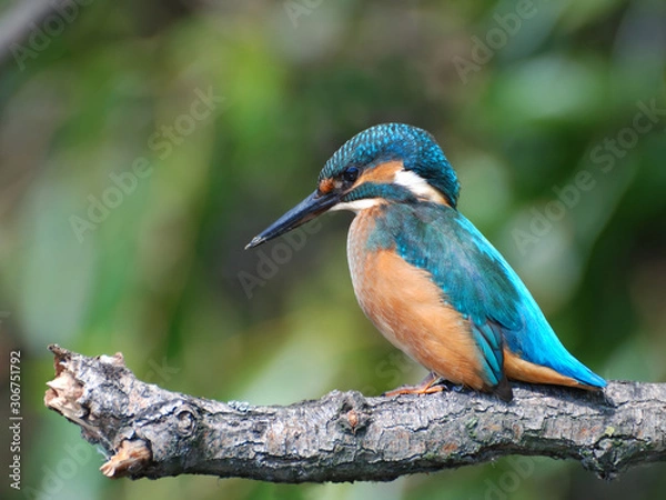 Fototapeta Common Kingfisher