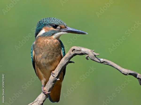 Obraz Common Kingfisher