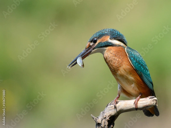 Obraz Common Kingfisher