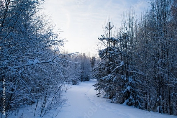 Obraz хвойный лес