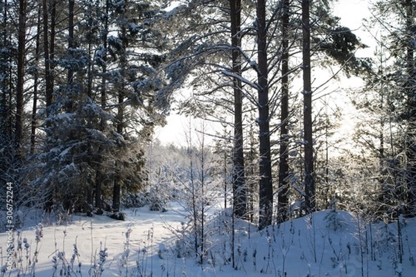 Obraz хвойный зимний лес