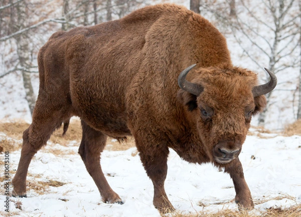 Obraz Bison