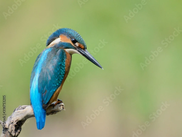 Obraz Common Kingfisher