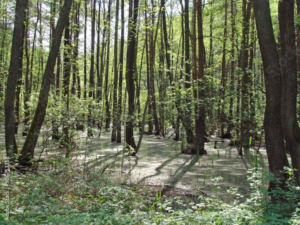 Fototapeta Flooded forest 2