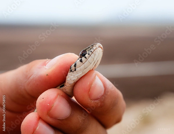 Fototapeta Serpiente