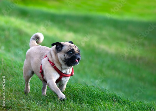 Obraz Beautiful fawn pug